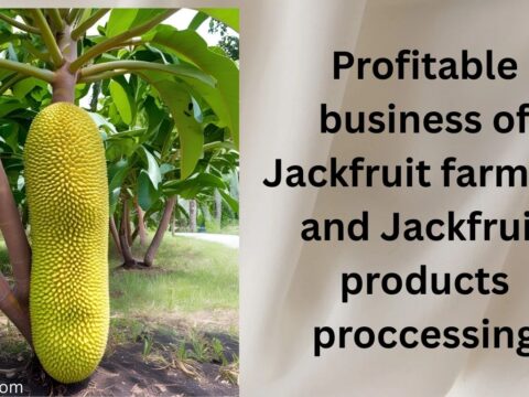 The jackfruit business is emerging as a promising opportunity in the global agribusiness and food processing sector. Jackfruit, known as