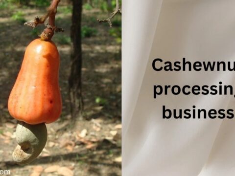 Cashew Nut and Its Byproducts Business: A Complete Guide to a Profitable Agro-Processing Venture Cashew and products